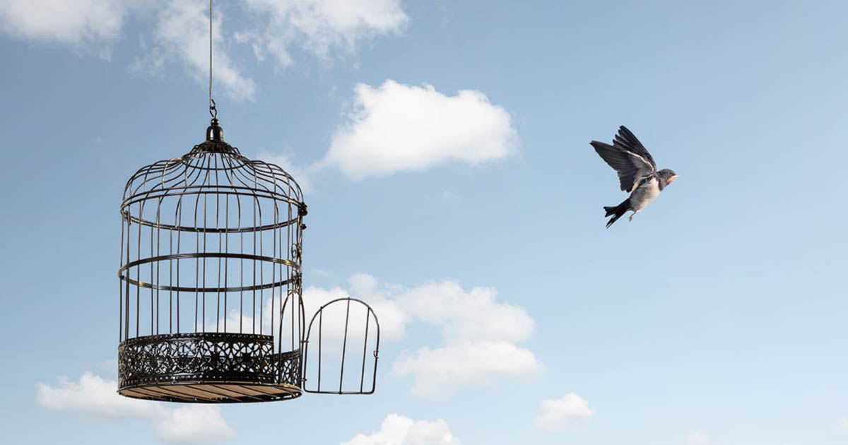 photo of bird leaving cage for article on celebrity divorce between gisele bundchen and tom brady for law office of lisa a vance san antonio family law